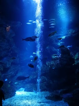 京都水族館に投稿された画像（2024/8/11）