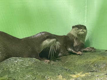 しながわ水族館に投稿された画像（2024/8/11）