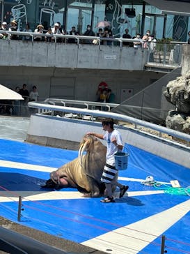 大分マリーンパレス水族館 「うみたまご」に投稿された画像（2024/8/11）