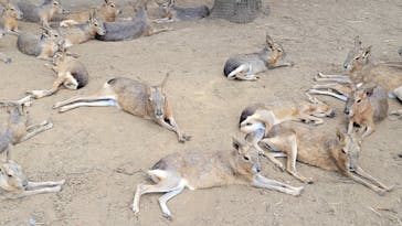 伊豆シャボテン動物公園に投稿された画像（2024/8/11）