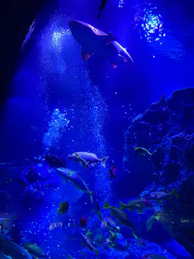 すみだ水族館に投稿された画像（2024/8/11）