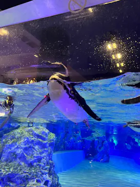 すみだ水族館に投稿された画像（2024/8/11）