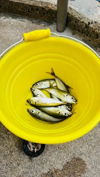 城崎マリンワールドに投稿された画像（2024/8/11）