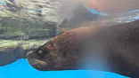 仙台うみの杜水族館に投稿された画像（2024/8/11）