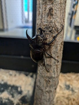 JOYPOLIS 特別イベントスペースに投稿された画像（2024/8/11）