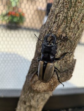 JOYPOLIS 特別イベントスペースに投稿された画像（2024/8/11）