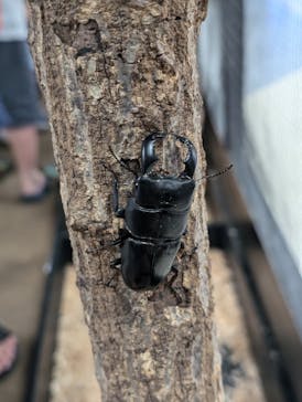 JOYPOLIS 特別イベントスペースに投稿された画像（2024/8/11）