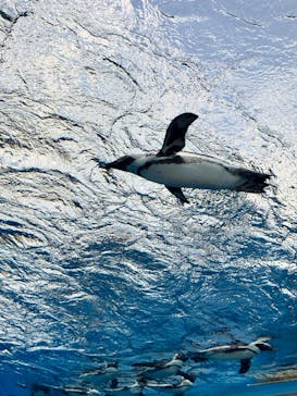 サンシャイン水族館に投稿された画像（2024/8/11）