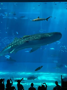 沖縄美ら海水族館に投稿された画像（2024/8/11）