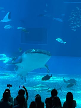 沖縄美ら海水族館に投稿された画像（2024/8/11）