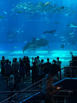 沖縄美ら海水族館に投稿された画像（2024/8/11）