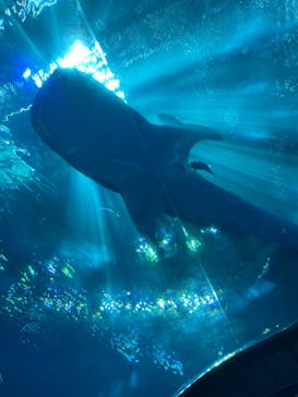 沖縄美ら海水族館に投稿された画像（2024/8/11）