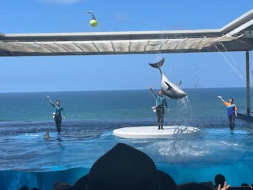 上越市立水族博物館 うみがたりに投稿された画像（2024/8/11）