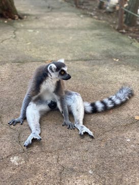 神戸どうぶつ王国に投稿された画像（2024/8/11）