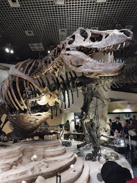 国立科学博物館に投稿された画像（2024/8/11）
