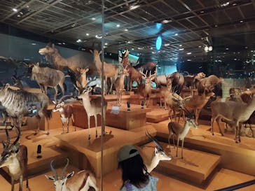 国立科学博物館に投稿された画像（2024/8/11）