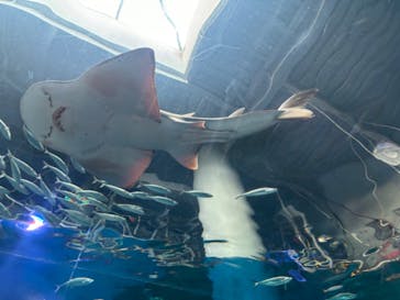 マクセル アクアパーク品川に投稿された画像（2024/8/11）