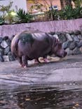 日立市かみね動物園に投稿された画像（2024/8/11）