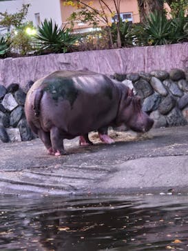 日立市かみね動物園に投稿された画像（2024/8/11）