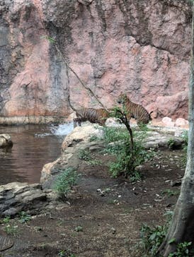 恩賜上野動物園に投稿された画像（2024/8/11）