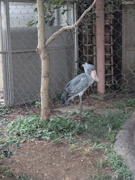 恩賜上野動物園に投稿された画像（2024/8/11）