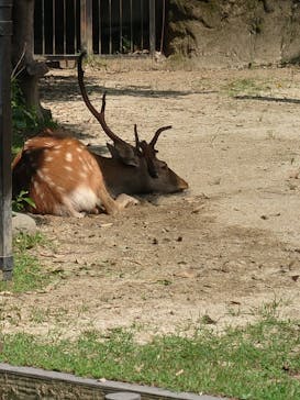 恩賜上野動物園に投稿された画像（2024/8/11）