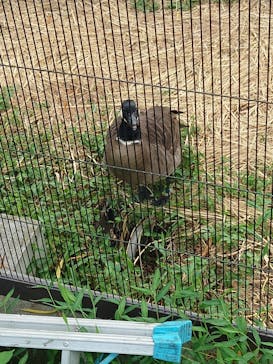 恩賜上野動物園に投稿された画像（2024/8/11）