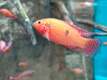 世界淡水魚園水族館　アクア・トトぎふに投稿された画像（2024/8/11）