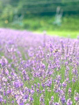 たんばらラベンダーパークに投稿された画像（2024/8/11）