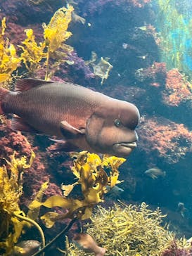新江ノ島水族館に投稿された画像（2024/8/11）
