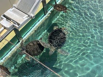 新江ノ島水族館に投稿された画像（2024/8/11）
