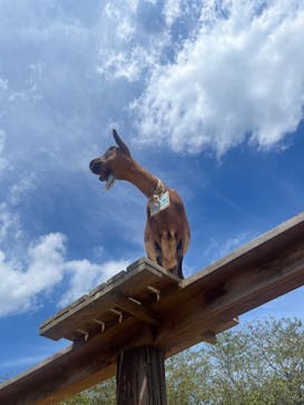 成田ゆめ牧場に投稿された画像（2024/8/11）