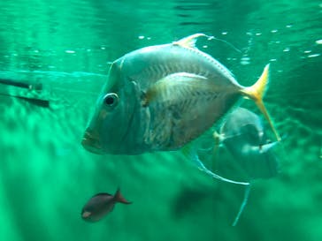 葛西臨海水族園に投稿された画像（2024/8/11）