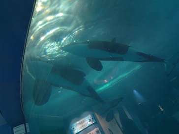 名古屋港水族館に投稿された画像（2024/8/11）