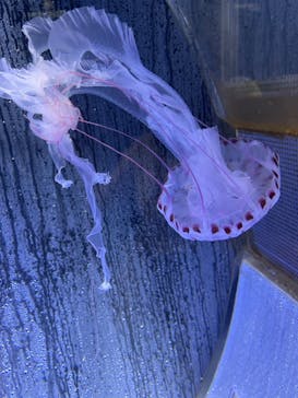 上越市立水族博物館 うみがたりに投稿された画像（2024/8/11）