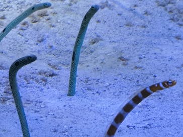 名古屋港水族館に投稿された画像（2024/8/11）