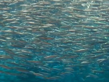 名古屋港水族館に投稿された画像（2024/8/11）
