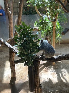 名古屋市東山動植物園に投稿された画像（2024/8/11）