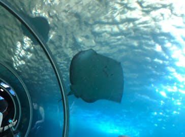 串本海中公園水族館に投稿された画像（2024/8/11）