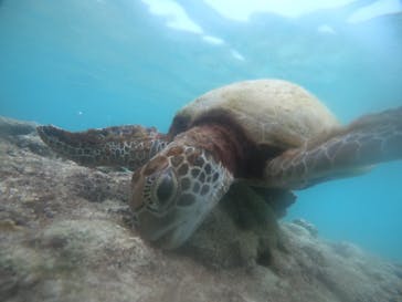 宮古島 ADVENTURE PiPi（ミヤコジマ アドベンチャー ピピ）に投稿された画像（2024/8/11）