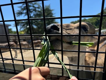 群馬サファリパークに投稿された画像（2024/8/11）