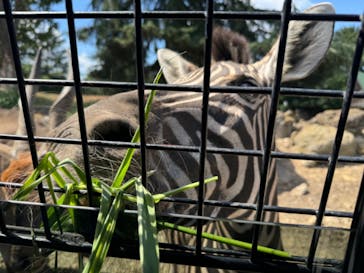 群馬サファリパークに投稿された画像（2024/8/11）