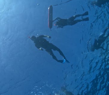 西表島 ADVENTURE PiPi（アドベンチャーピピ）に投稿された画像（2024/8/11）