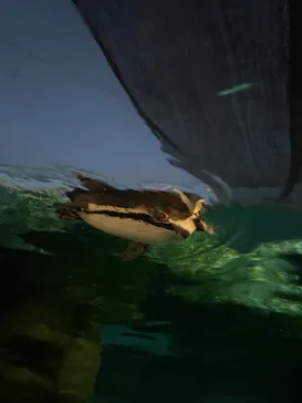 天王寺動物園に投稿された画像（2024/8/11）