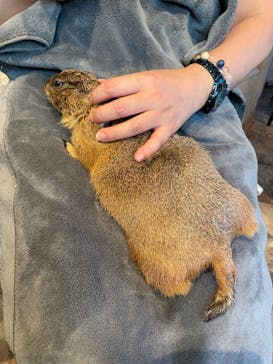 アニマルカフェフレカ　福島店に投稿された画像（2024/8/11）