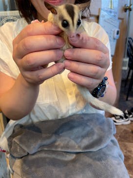 アニマルカフェフレカ　福島店に投稿された画像（2024/8/11）