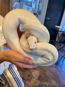 アニマルカフェフレカ　福島店に投稿された画像（2024/8/11）