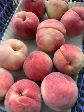 松里果樹園に投稿された画像（2024/8/11）