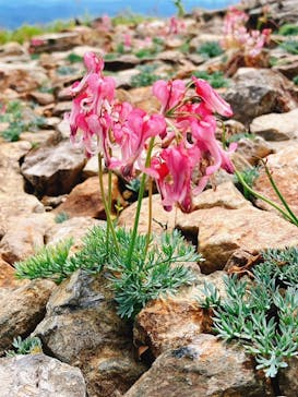 白馬五竜高山植物園に投稿された画像（2024/8/11）
