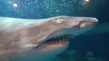 しながわ水族館に投稿された画像（2024/8/11）